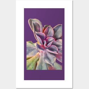 Purple Succulent Posters and Art